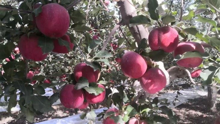 Bio Organic Foliar Fertilizer suppliers
