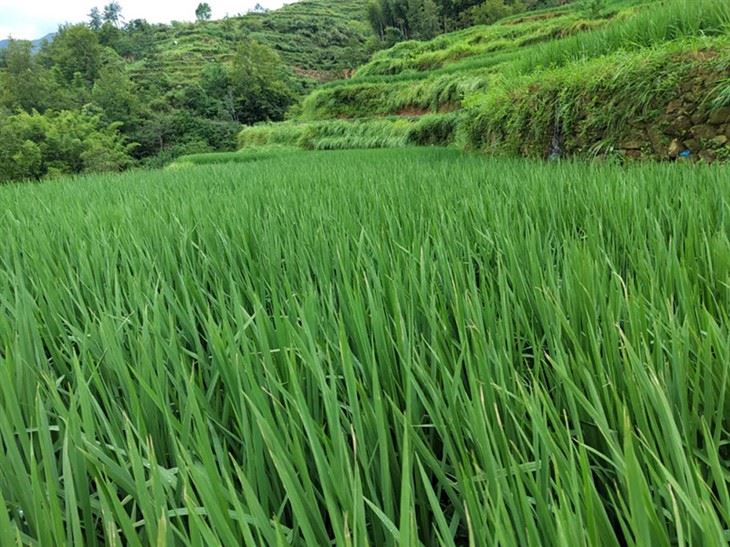 Bio Organic Foliar Fertilizer best