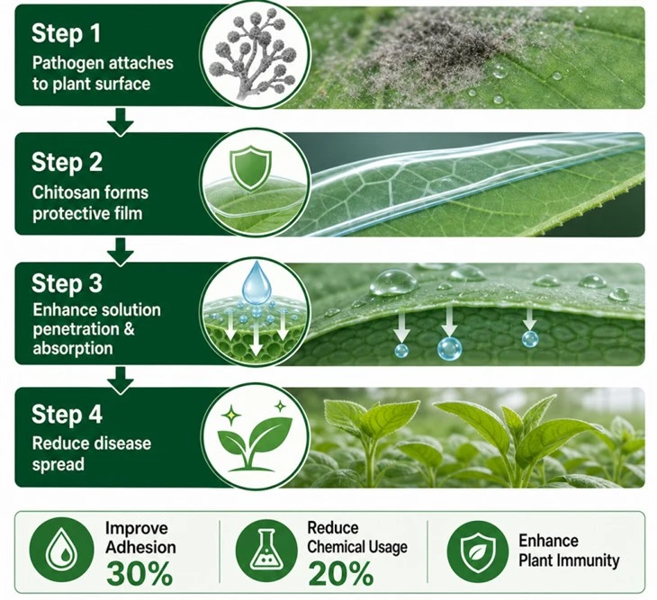 Chitosan Oligosaccharide Bio Fungicide best
