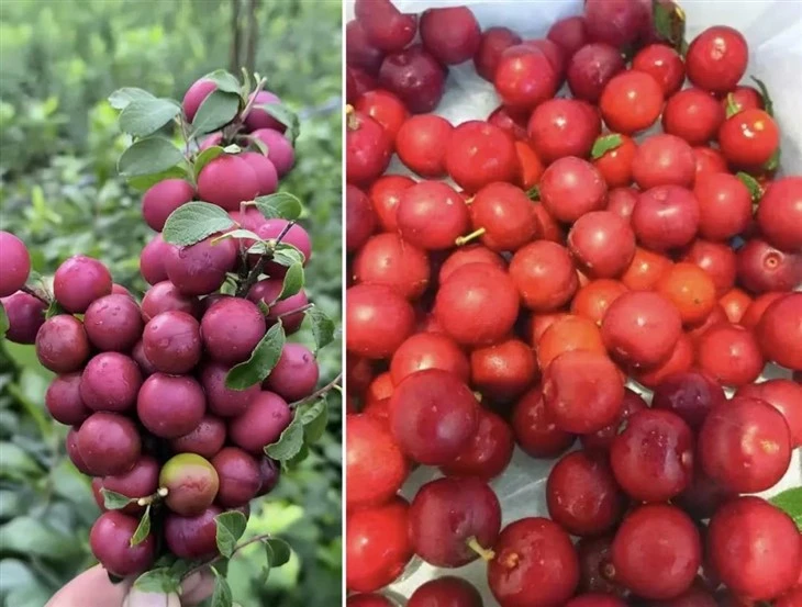 Power Grow Foliar Fertilizer best