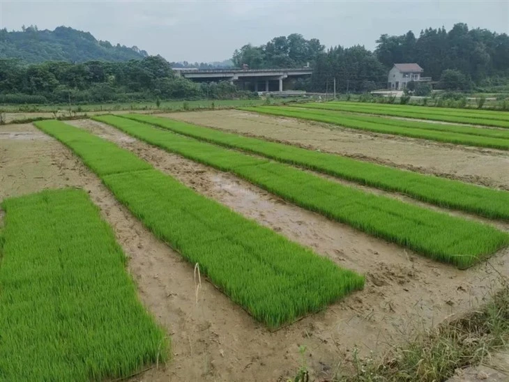 Rice Foliar Fertilizer price
