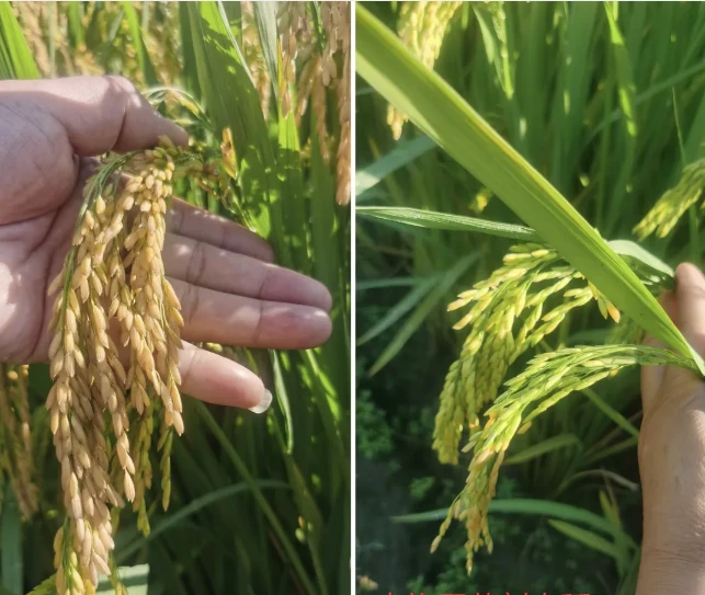 Rice Foliar Fertilizer best